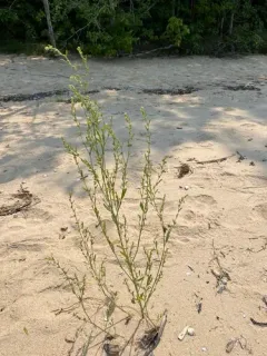 bushy knotweed thumbnail 2