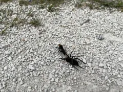 Entypus unifasciatus thumbnail 2