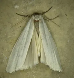 Pearly-winged Lichen Moth thumbnail 3
