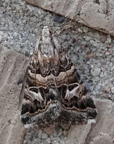Drasteria mirifica