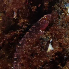 Rock Gunnel thumbnail 4
