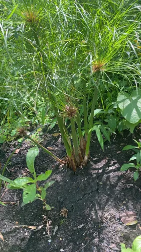 Papyrus sedge