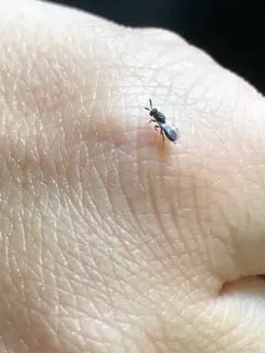 Monodontomerus thorpi thumbnail 4