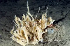 Iophon lamella thumbnail 1