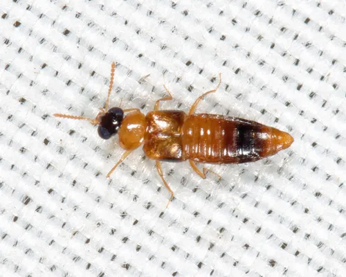 Phanerota fasciata
