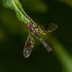 Eastern Band-winged Hover Fly thumbnail 3