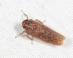 Texananus longipennis thumbnail 1