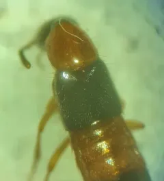 Bisnius blandus thumbnail 4