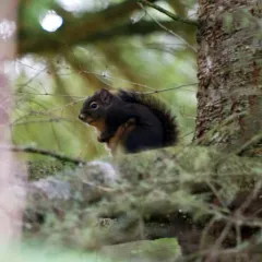 Douglas's Squirrel thumbnail 3