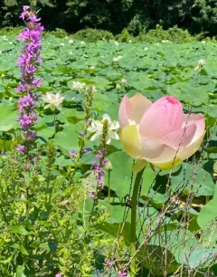 Sacred Lotus thumbnail 3