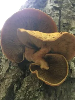 Pleuroflammula multifolia thumbnail 3