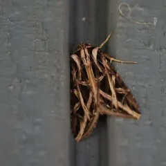 Girdler Moth thumbnail 2