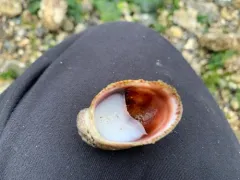 Onyx Slippersnail thumbnail 3