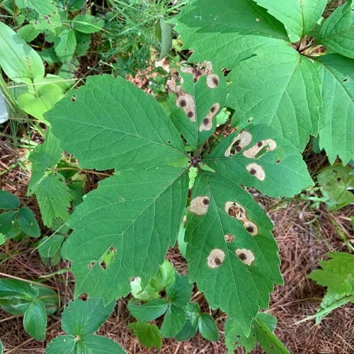 Aspilanta viticordifoliella