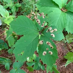 Aspilanta viticordifoliella thumbnail 1