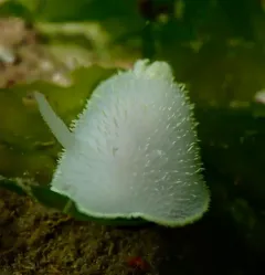 Hudson's Horned Dorid thumbnail 2