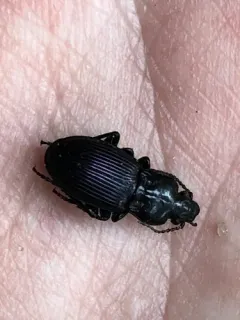 Myas cyanescens thumbnail 2
