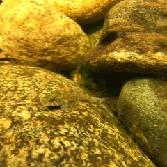 Slimy Sculpin thumbnail 4