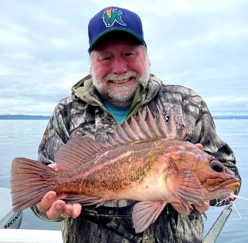 Copper Rockfish