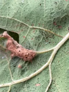 Andricus schickae thumbnail 4