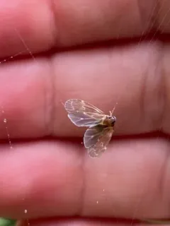 Synecdoche dimidiata thumbnail 4