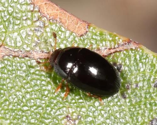 Tritoma angulata