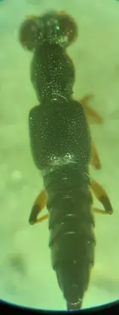 Stenus flavicornis thumbnail 3