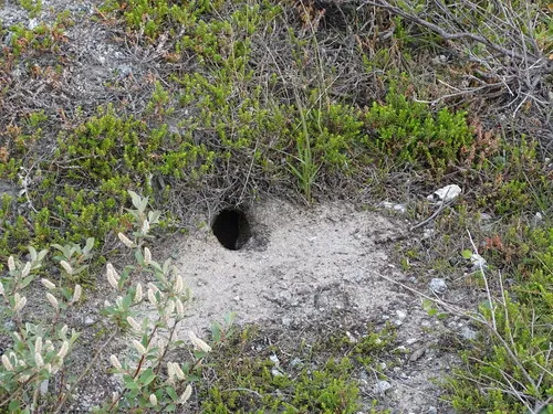 Ungava collared lemming