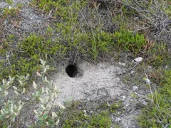 Ungava collared lemming thumbnail 1