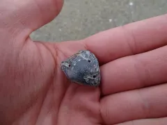 Hemithiris psittacea thumbnail 2