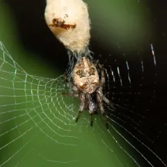 Humped Trashline Orbweaver thumbnail 2