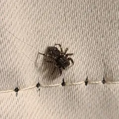 Downy jumping spider thumbnail 4