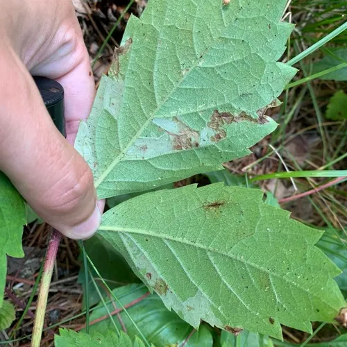 Phyllocnistis ampelopsiella
