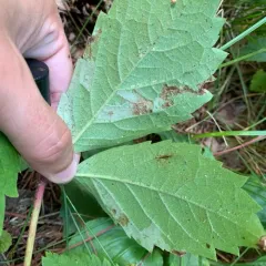 Phyllocnistis ampelopsiella thumbnail 1