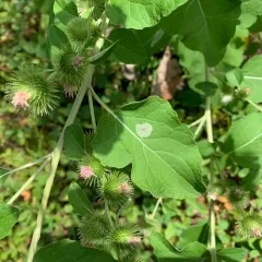 Calycomyza flavinotum thumbnail 2