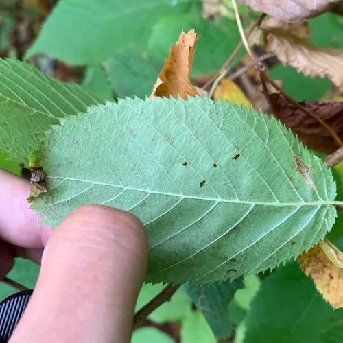 Ironwood Leafcone Moth