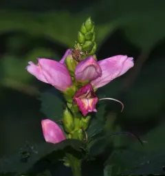 pink turtlehead thumbnail 3