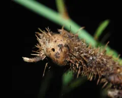 Diplolepis nodulosa thumbnail 3