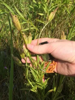 Victorin's Gentian thumbnail 2
