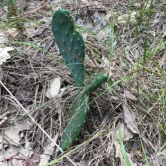 prairie pricklypear thumbnail 4
