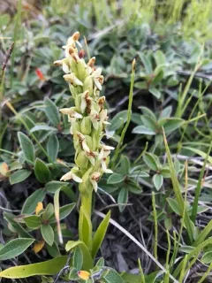 Leafy Northern Green Orchid thumbnail 1