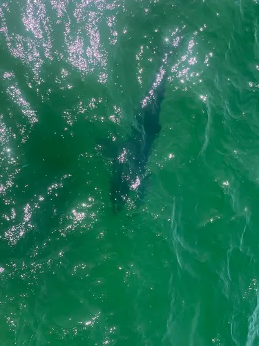 Great White Shark