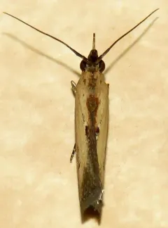Lesser Cornstalk Borer Moth thumbnail 3