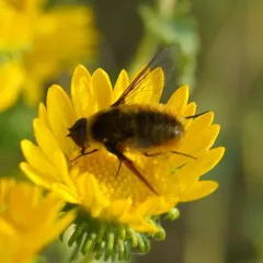 Tawny-tailed Bee Fly thumbnail 4