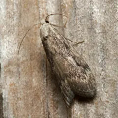 Bee Moth thumbnail 4
