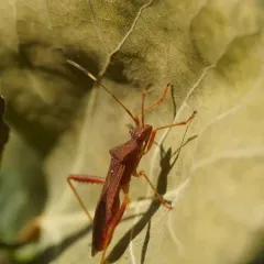 Lupine Bug thumbnail 4