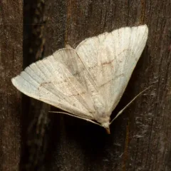 Brown-lined Owlet thumbnail 3