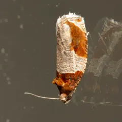 Hydrangea Leaftier Moth thumbnail 2