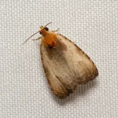 Inornate Olethreutes Moth thumbnail 2