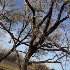 Russian olive thumbnail 4